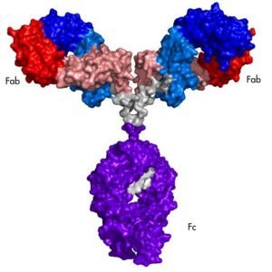 monoclonal antibody