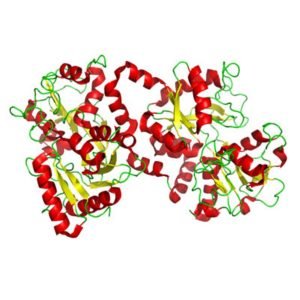 Lactoferrin